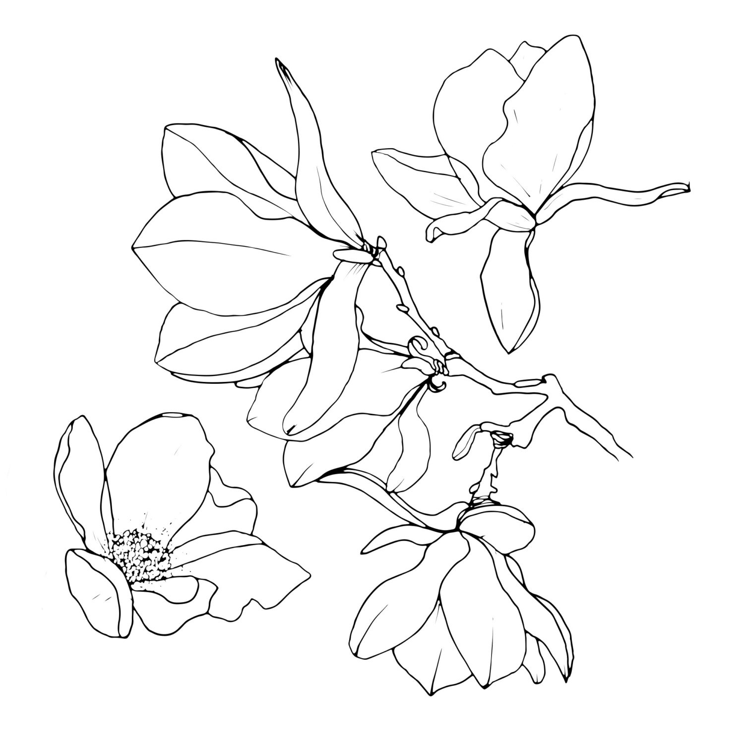 illus magnolia